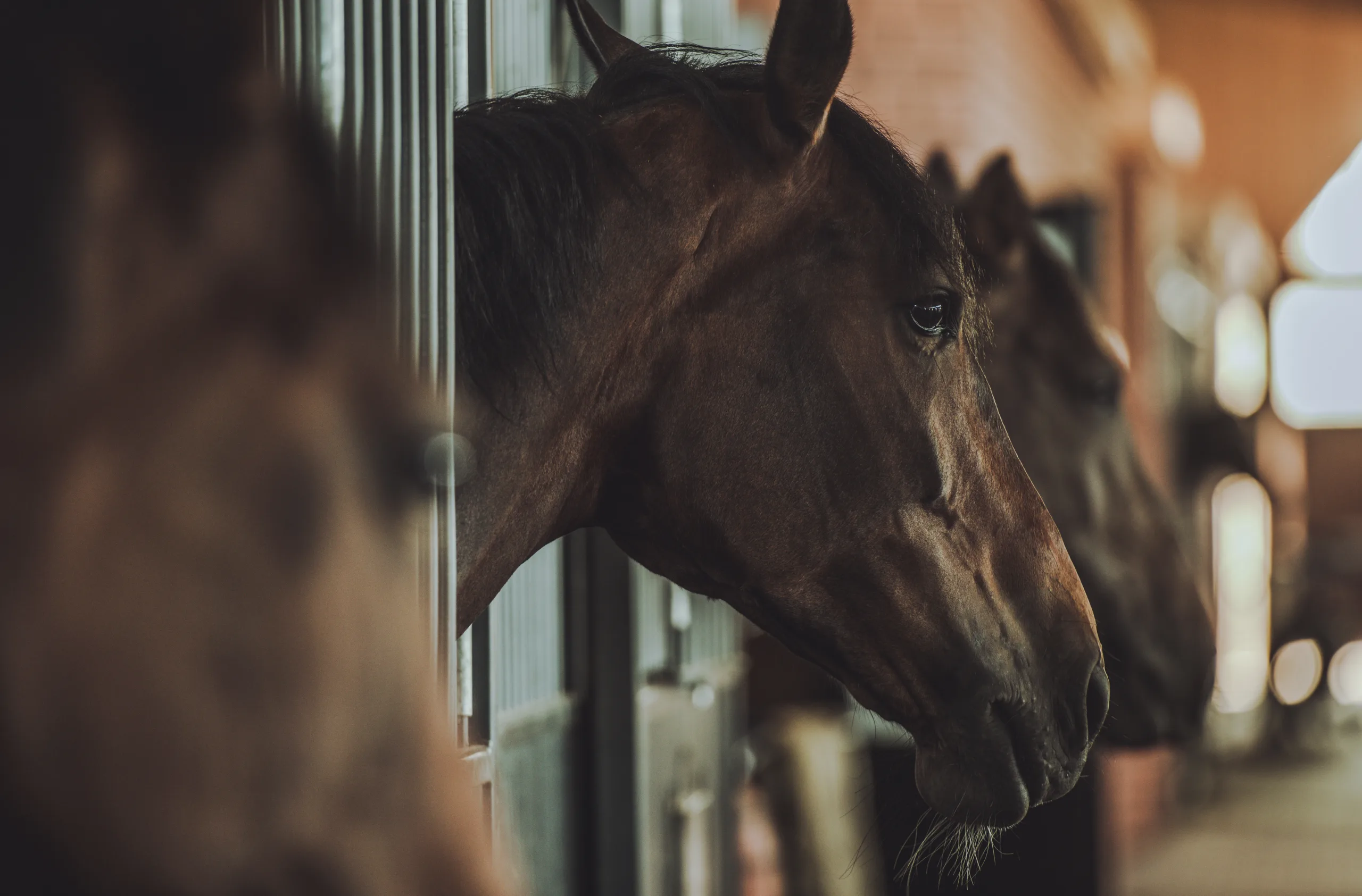 Image shows horses looking over their stable doors at an equestrian yard. Image depicts Livery Live plans that fit your yard