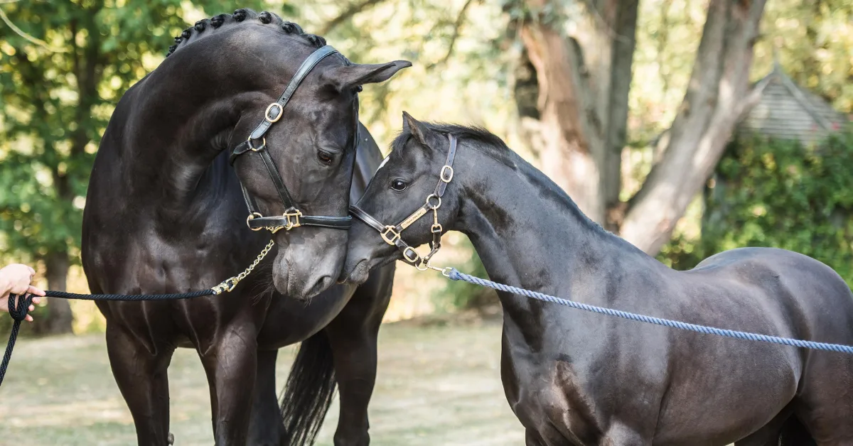 Image shows two black horses