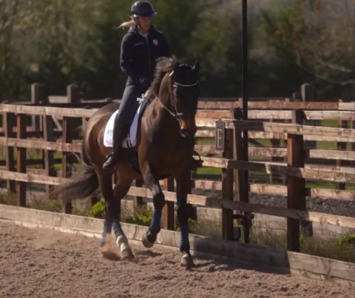 Image shows a lady riding a horse around an arena