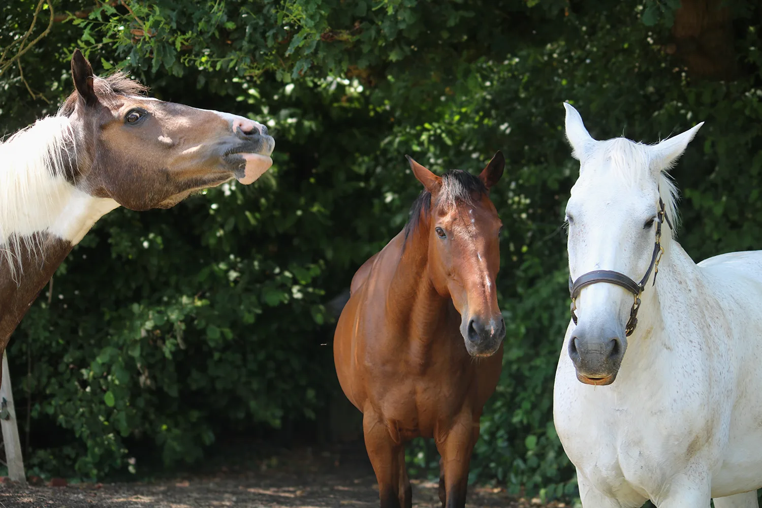 Horses by the bushes