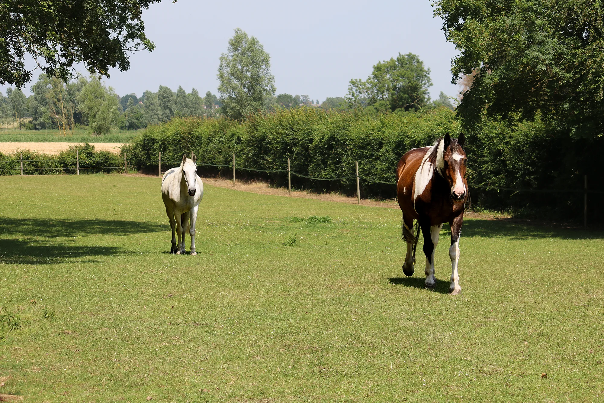 Images shows two horses in a field. Image depicts Arena Booking Software for Livery Yards, Riding Arenas & Equestrian Centres